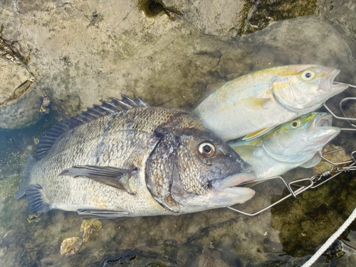 クロダイの釣果