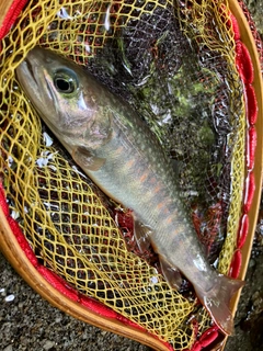 イワナの釣果