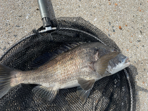 チヌの釣果