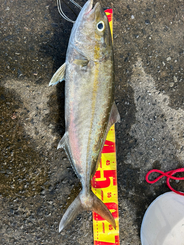 ネリゴの釣果