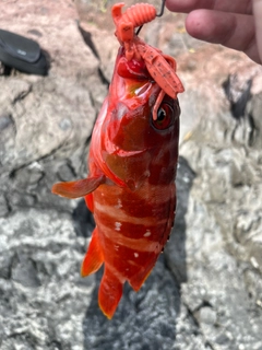 アカハタの釣果