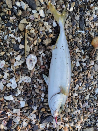 ワカシの釣果