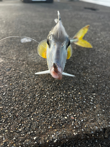 ギマの釣果