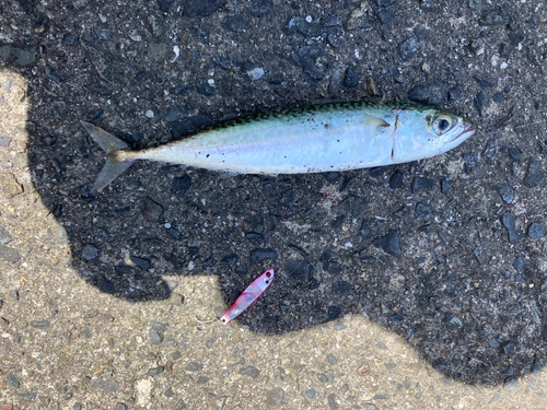 サバの釣果