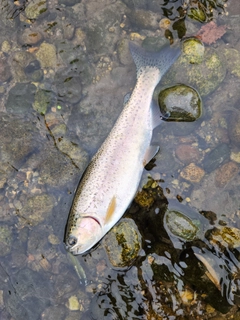 ニジマスの釣果