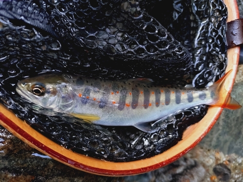 アマゴの釣果