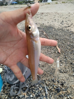 キスの釣果