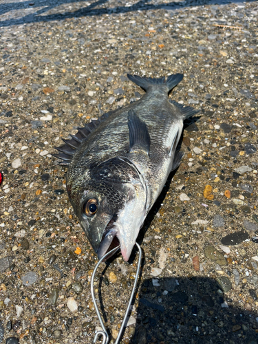 チヌの釣果