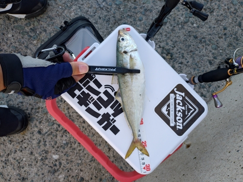 アオアジの釣果