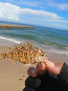 チャリコの釣果