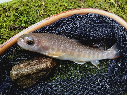 ニッコウイワナの釣果