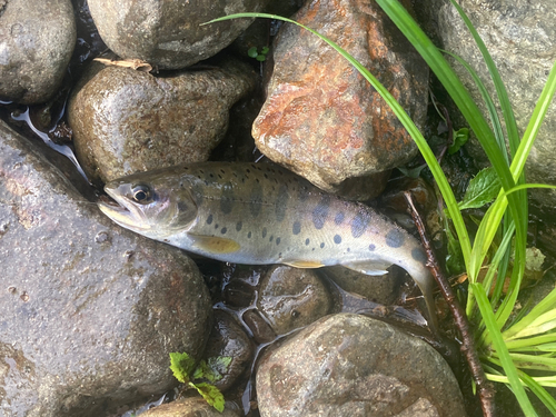 ヤマメの釣果