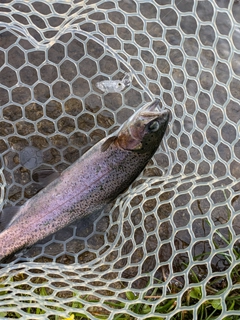 ニジマスの釣果