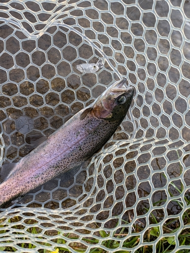 ニジマスの釣果