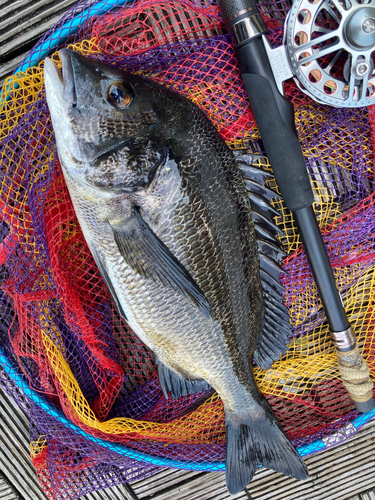 チヌの釣果