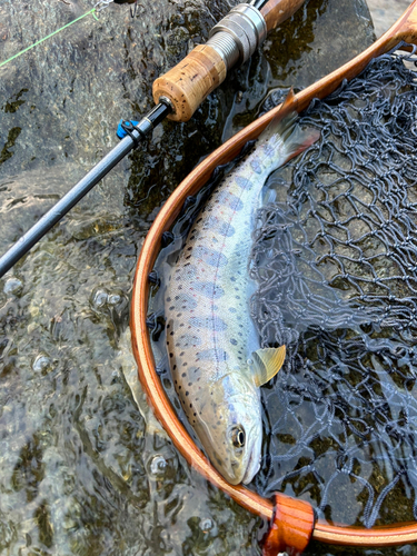 アマゴの釣果