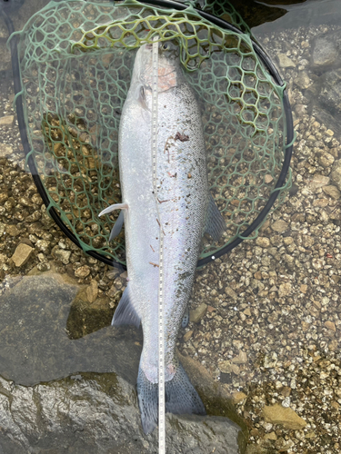 レインボートラウトの釣果