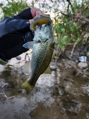 ラージマウスバスの釣果