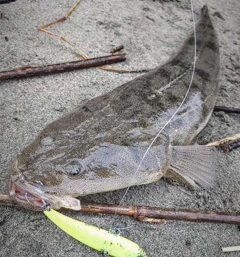 マゴチの釣果