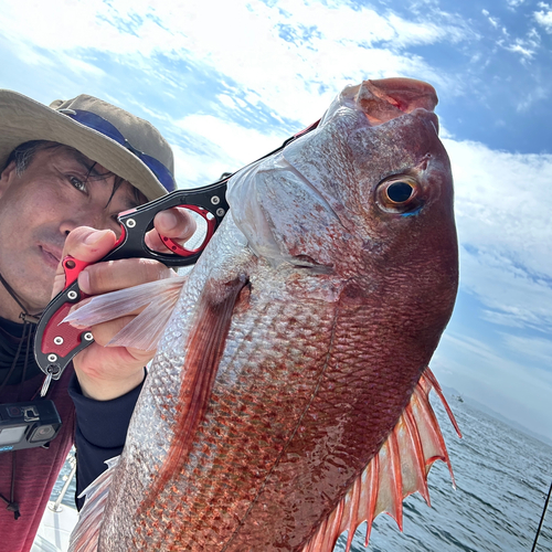 マダイの釣果