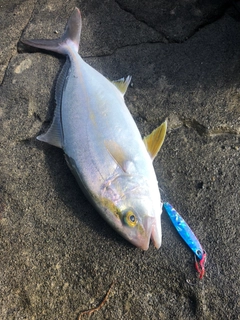 ショゴの釣果