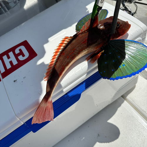 ホウボウの釣果