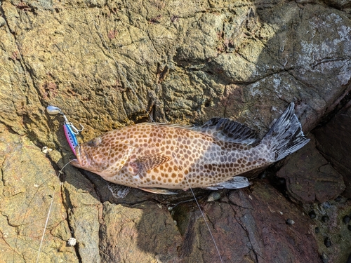 オオモンハタの釣果