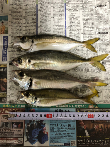 アジの釣果