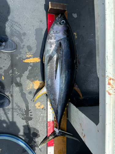 キハダマグロの釣果