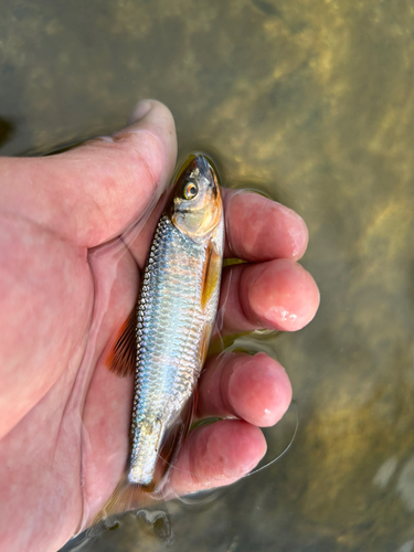 オイカワの釣果