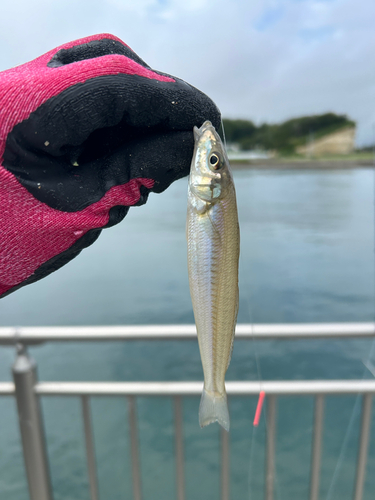 シロギスの釣果