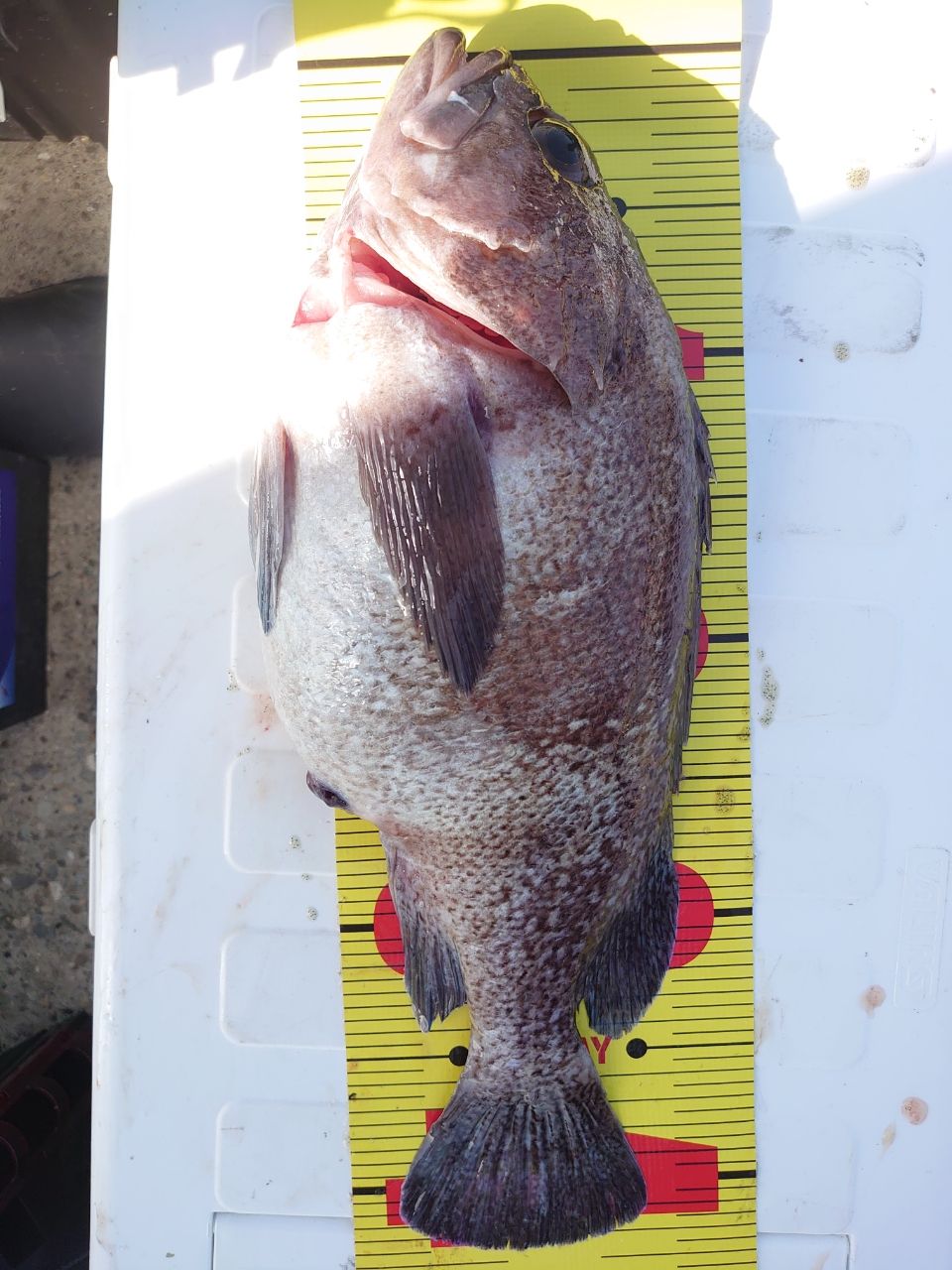 腹くつくてダメださんの釣果 3枚目の画像