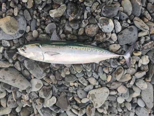 カツオの釣果