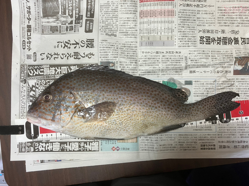 コロダイの釣果