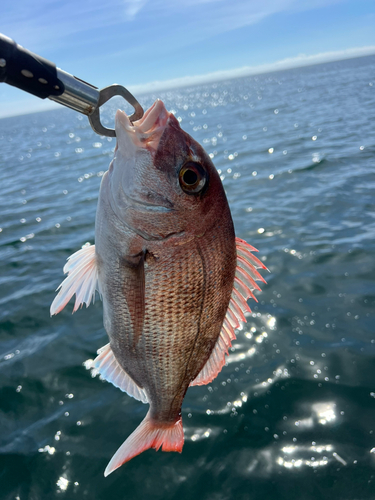 ハマチの釣果