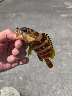 アカハタの釣果