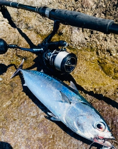 カツオの釣果