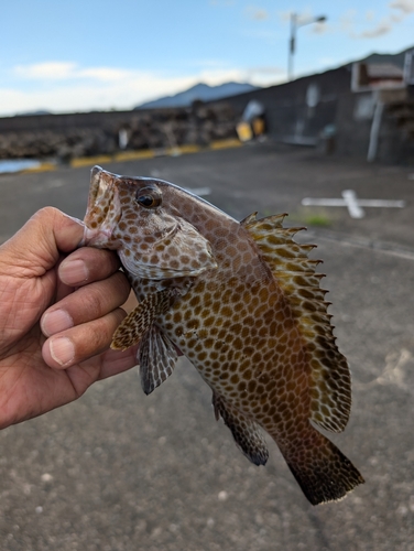 オオモンハタの釣果