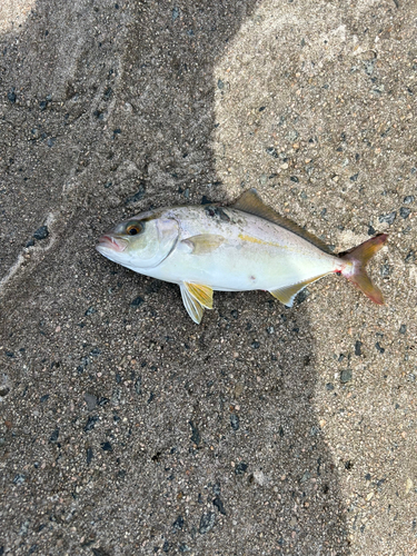 カンパチの釣果