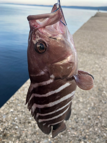 マハタの釣果