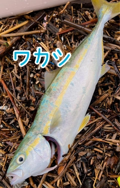 ワカシの釣果