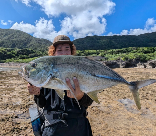 オニヒラアジの釣果