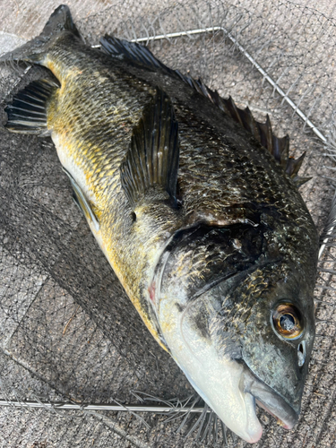 チヌの釣果