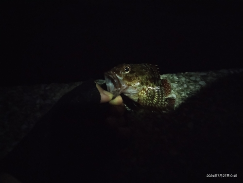 タチウオの釣果