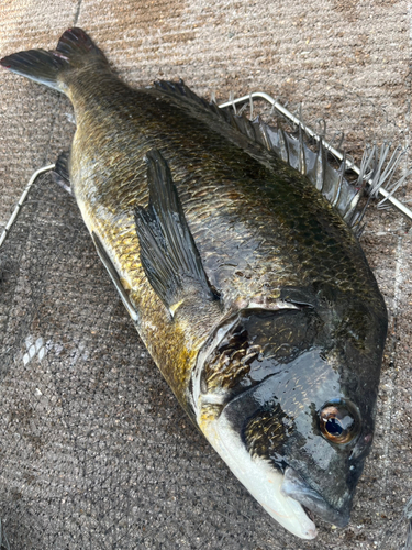 チヌの釣果