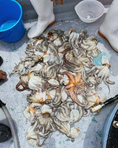 タコの釣果