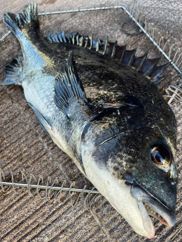 チヌの釣果