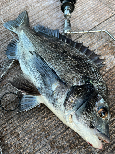 チヌの釣果