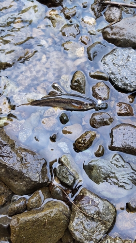 ウグイの釣果