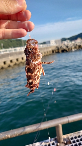 カサゴの釣果